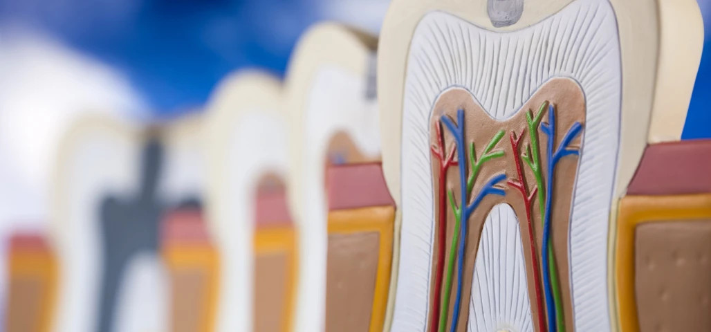 La chirurgie endodontique